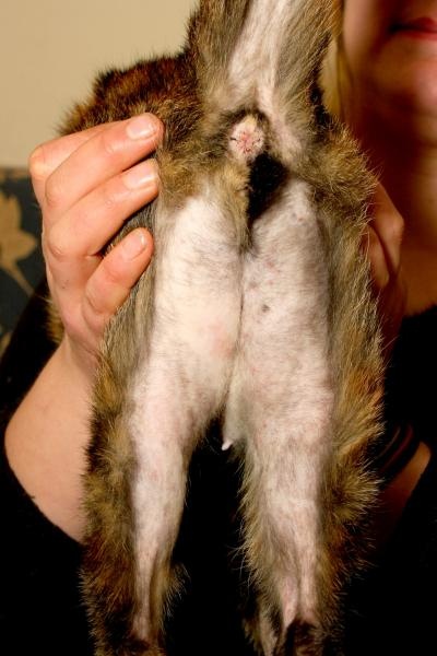 Mon Chat Perd Ses Poils Est Ce Une Pelade Photos Medecine Veterinaire Forum Animaux Doctissimo Mon Chat Perd Ses Poils Est Ce Une Pelade Photos Medecine Veterinaire Forum Animaux Doctissimo