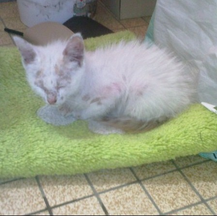 Urgent Chaton Moche Mais Gentil A Sauver