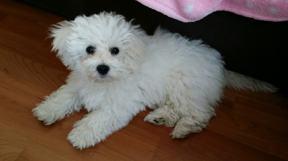 Entretien Bichon Frise Page 2 Toilettage Canin Chiens Forum Animaux Doctissimo Entretien Bichon Frise Page 2 Toilettage Canin Chiens Forum Animaux Doctissimo