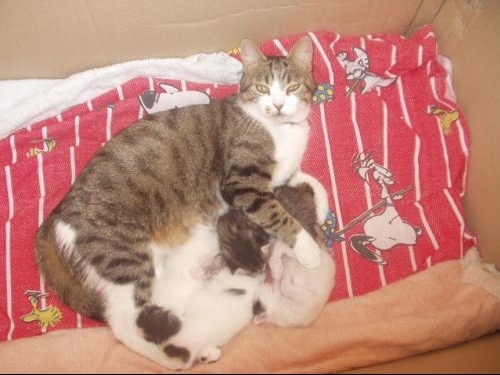 Que Donner A Manger A Ma Minette Qui Allaite 4 Chatons Svp