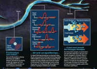 Neurone communiquant (Science et Vie Oct 2012)