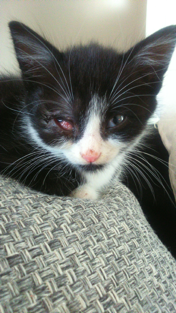 Probleme A L Oeil De Mon Chaton Chats Forum Animaux Doctissimo Probleme A L Oeil De Mon Chaton Chats Forum Animaux Doctissimo