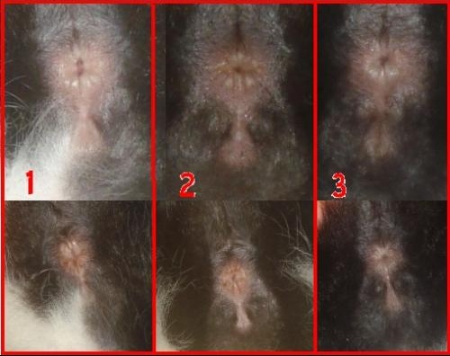 Aide Pour Reconnaitre Le Sexe Des Chatons Chats Forum Animaux Doctissimo Aide Pour Reconnaitre Le Sexe Des Chatons Chats Forum Animaux Doctissimo