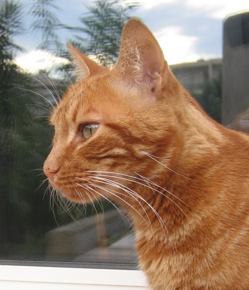 J Ai Perdu Mon Chat Mon Chat Est Revenu Ce Matin Dans Un Sal Etat Chats Forum Animaux Doctissimo J Ai Perdu Mon Chat Mon Chat Est Revenu Ce Matin Dans Un Sal Etat Chats Forum Animaux Doctissimo