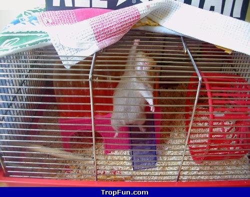 musclor hamster