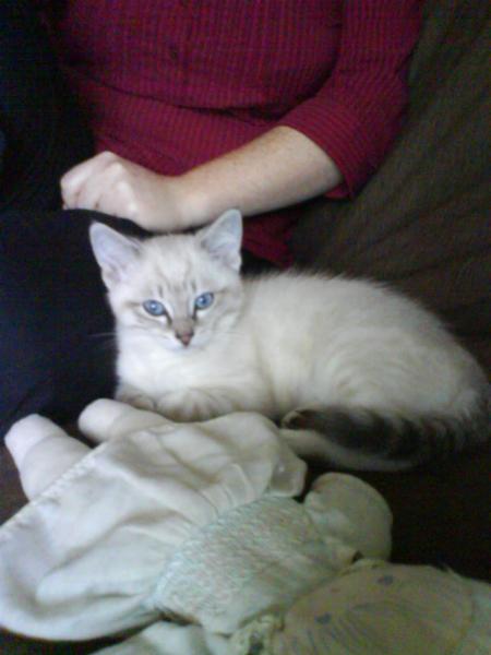 Chaton Siamois Croise Main Coon Chats Forum Animaux Doctissimo Chaton Siamois Croise Main Coon Chats Forum Animaux Doctissimo
