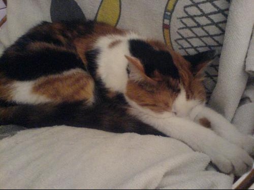 Combien De Temps Dort Un Paresseux Photos de vos chats dans une position bizarre =D - Chats - FORUM
