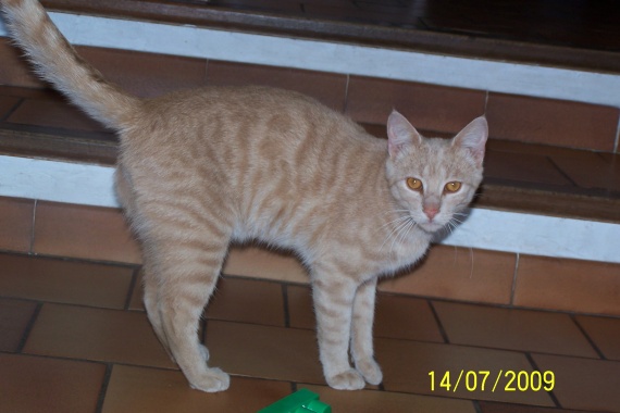 Mon Chat Me Saute Au Visage "Marre" de mon chat - Chats - FORUM Animaux - Doctissimo