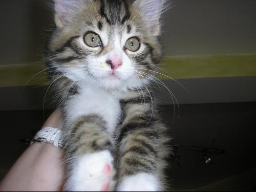 3e Paupiere Chats Forum Animaux 3e Paupiere Chats Forum Animaux