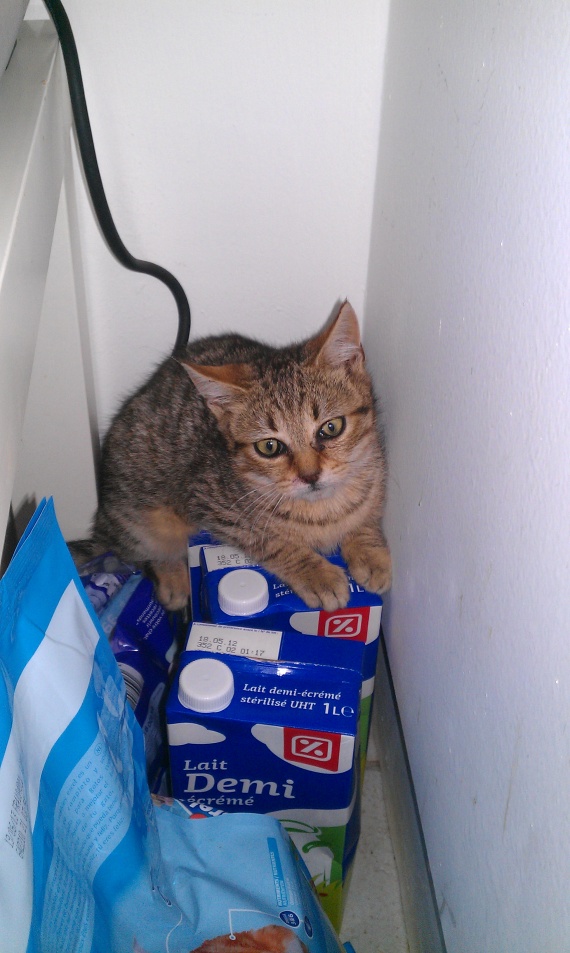 Trouver chaton sauvage et ne mange pas Chats FORUM Animaux Doctissimo