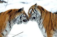 animaux-tiger-couple_1581999i-img