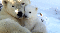 01-funny-gif-137-baby-polar-bear-and-momma
