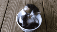 gif-cats