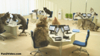 cat-office-funny-gif-1042148