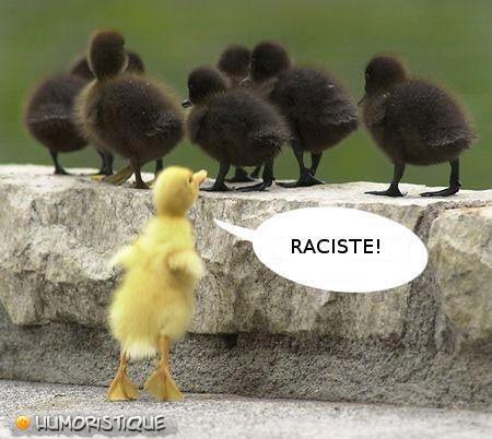 Les Poussins Sont Racistes Humour Jeweid Photos Club Doctissimo