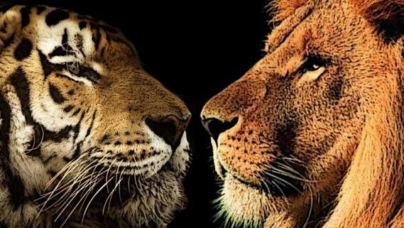 nabolo-tigre-vs-lion