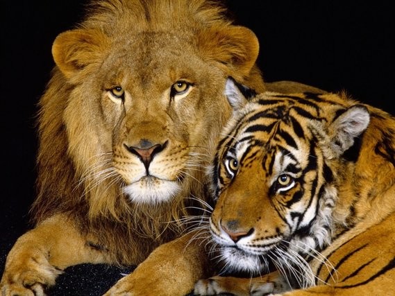 animal_liontiger