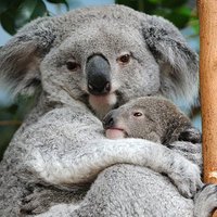 -koala-francais