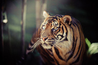 animal--tiger_h