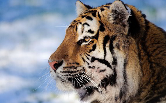 closeup-tiger-face
