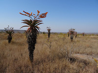 33-mozambique-nature