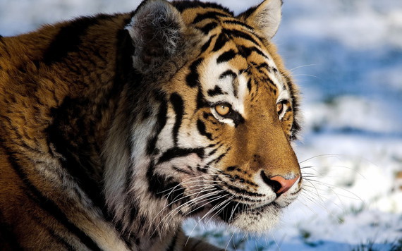 tiger-winter