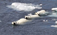 polar-bears-swimmi_jpg
