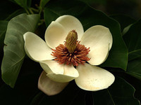 magnolia-tree-flower-1