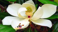 Bee-on-Magnolia-Flower