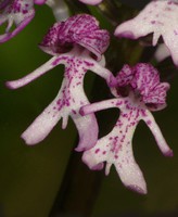 Orchis simia x purpurea 12 (Oxon)