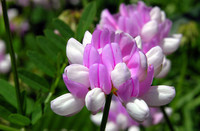 60-beautiful-flower-