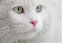 chat blanc jpg