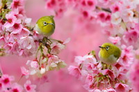 spring_melody_birds_cherry_
