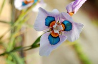 Moraea-iridioides-flower-seeds-100PCS-Chinese-characteristics-flowe-rseeds-Exotic-plants-Garden-Home