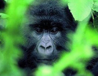 OUGANDA-gorilles