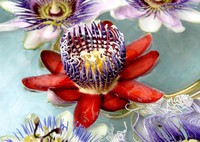 intro-passiflora-phoenicea-jpg