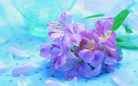 _flowers-flower-petals-beauty_p