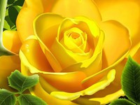 yellow-rose_p