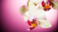 __orchid-macro-petals-flowers_p