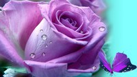 flowers-lilac-rose-butterfly-lavender-summer-fleur-flower-cyan-papillon-purple-simple-aqua-dew-pictu