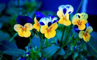 hd-flowers-wallpapers-free-download-pc