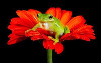 Frog-red-flower-black-jpg