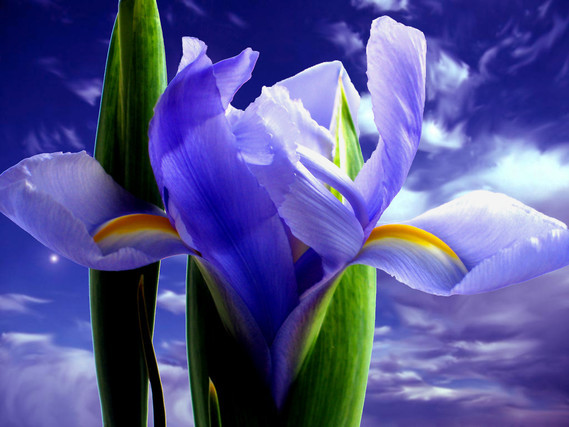 fleur fond bleu jpg
