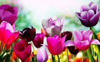 spring-beautiful-flowers-colorful-jpg