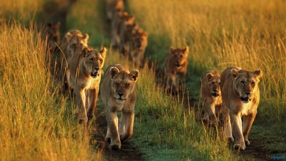 lion-family-running-in-lions-