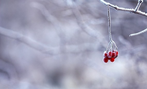 winter-twig-frost-fruit-red-