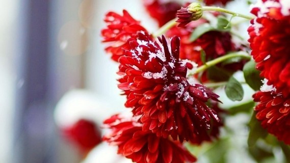 flowers-snow-red_p