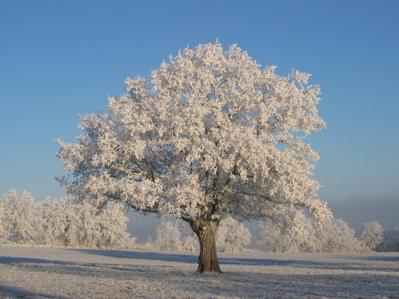 arbre-hiver
