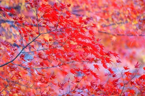_autumn-tree-branches-red-