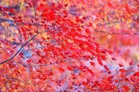 _autumn-tree-branches-red-